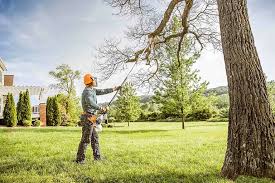 Black Rock, NM Tree Services Company