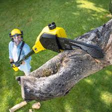 Best Organic Lawn Care Solutions  in Black Rock, NM