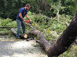 Best Leaf Removal  in Black Rock, NM