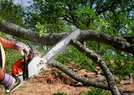 Best Lawn Pest Prevention  in Black Rock, NM