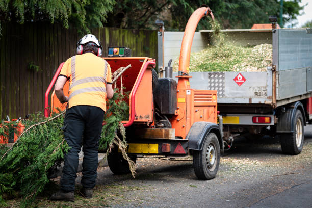 Best Lawn Drainage Solutions  in Black Rock, NM