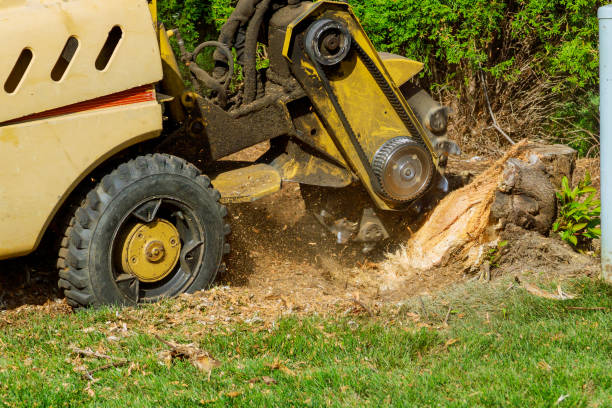 Best Tree Removal  in Black Rock, NM