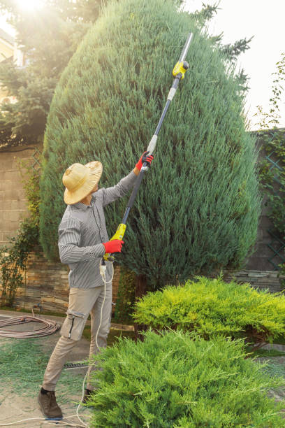 Best Tree Preservation Services  in Black Rock, NM